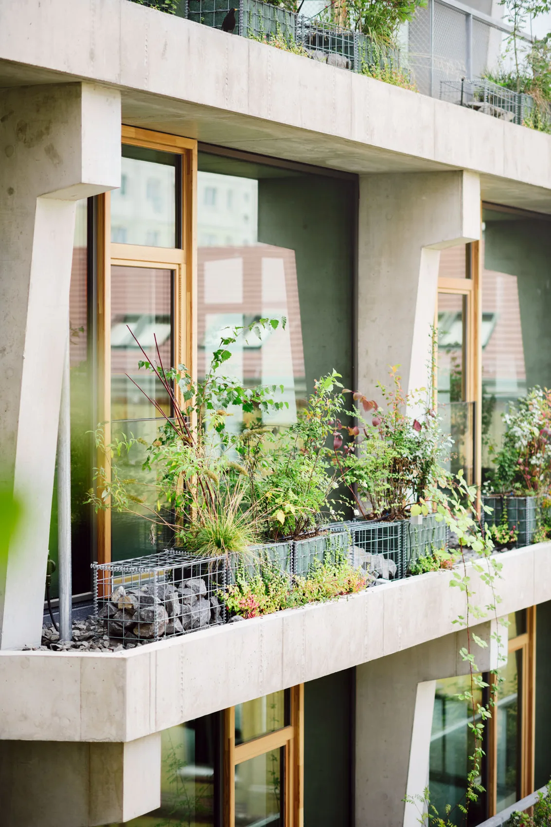 Nachhaltige Architektur mit begrüntem Balkon: Modernes Gebäude mit großen Holzfenstern, Betonfassade und urbaner Begrünung. Nachhaltiges Design mit Pflanzkästen und Gabionen zur ökologischen Fassadengestaltung.